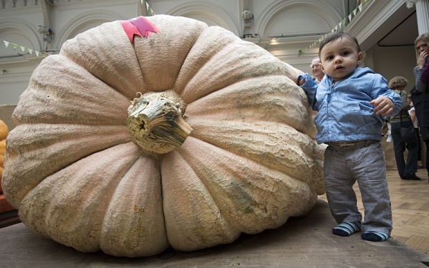 The first prize-winning pumpkin at The London Harvest Festival at Lindley Hall, Westminster. The little pumpkin on the right is Henry Watkins